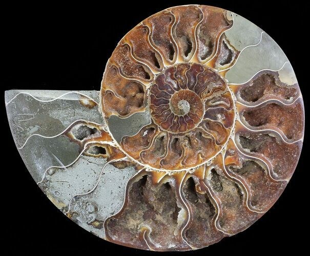 Cut Ammonite Fossil (Half) - Agatized #71048